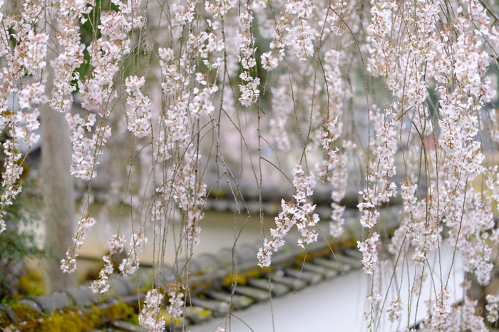 シグマ 富士フイルムXマウント用レンズ3本を使ってみました ／ 京都